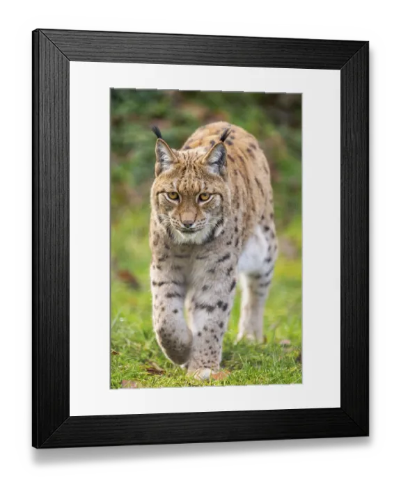 Framed Print : Eurasian lynx (Lynx lynx), in a forest