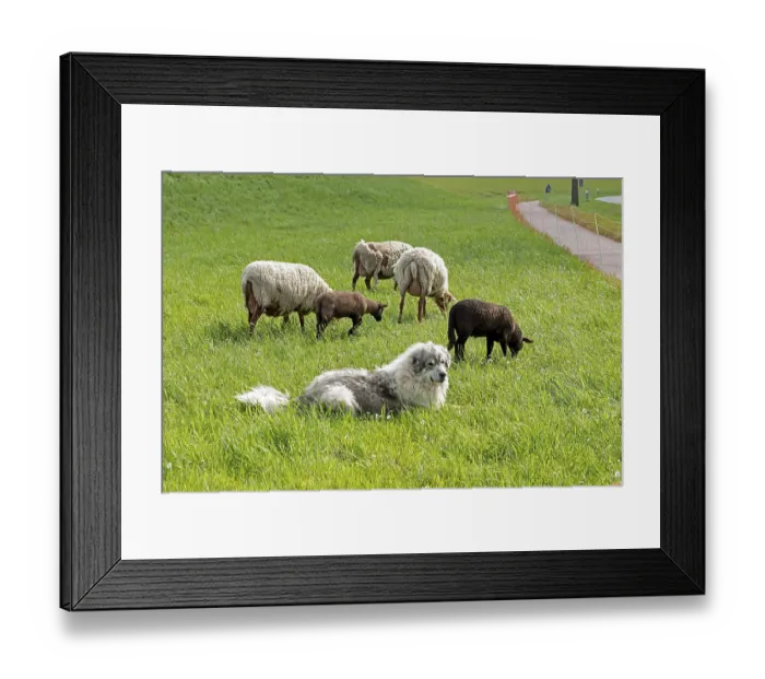 Framed Print : Sheepdog guarding sheep, lambs