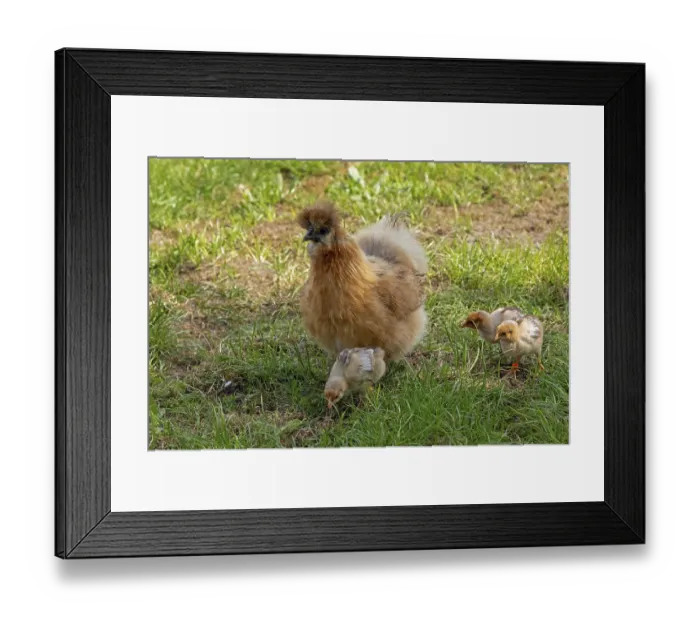 Framed Print : Silk hen with Wyandotte chick, hen Framed Print : Silk hen with Wyandotte chick, hen