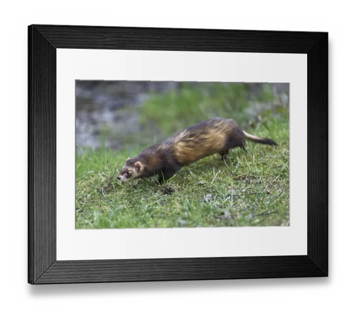 Framed Print : European polecat (Mustela putorius)