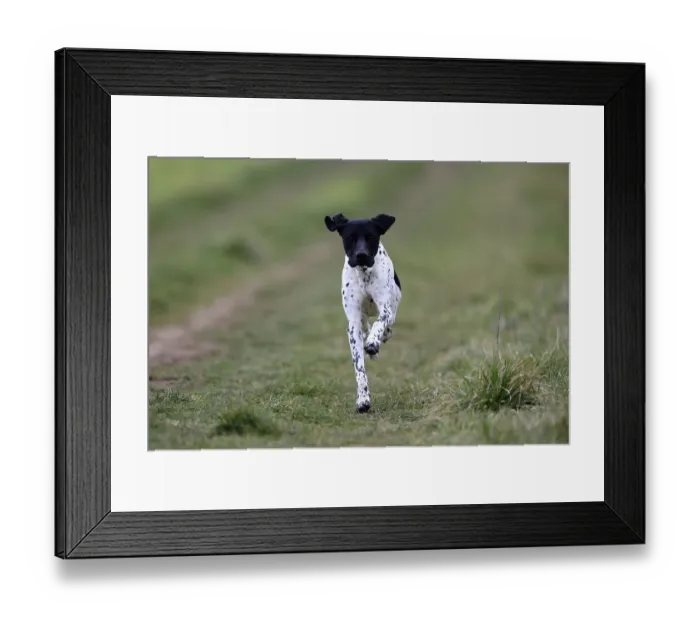 Framed Print : German Shorthair, (Canis lupus familiaris)