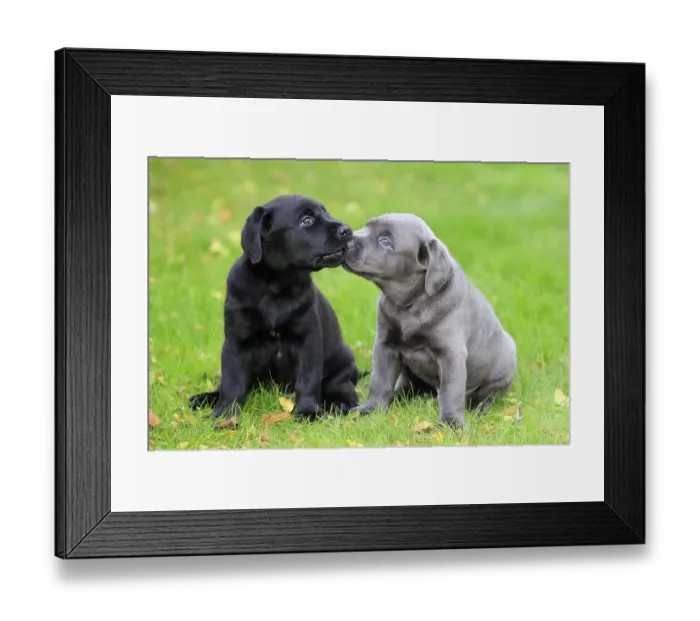 Framed Print : Labrador domestic dog (Canis lupus familiaris) Framed Print : Labrador domestic dog (Canis lupus familiaris)