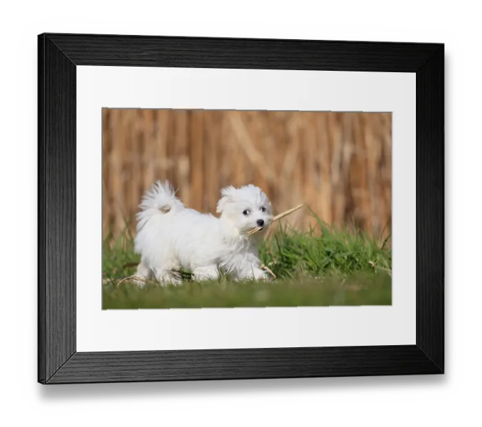 Framed Print : Maltese domestic dog (Canis lupus familiaris) Framed Print : Maltese domestic dog (Canis lupus familiaris)