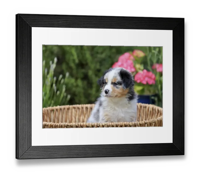 Framed Print : Australian Shepherd domestic dog (Canis lupus familiaris)