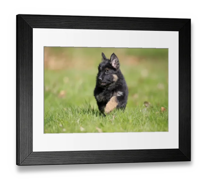 Framed Print : German shepherd domestic dog (Canis lupus familiaris) puppy