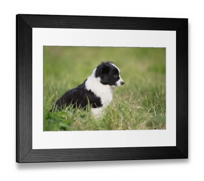 Framed Print : Miniature American Shepherd (Canis lupus familiaris) puppy Framed Print : Miniature American Shepherd (Canis lupus familiaris) puppy