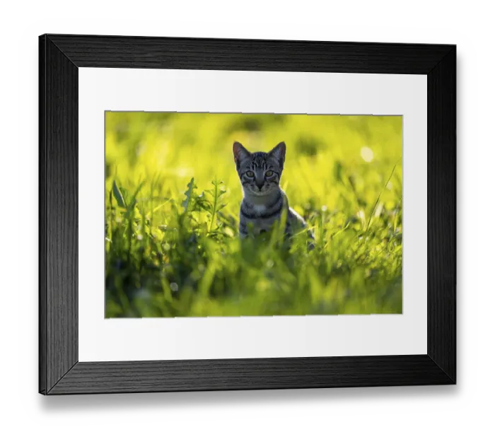 Framed Print : European domestic cat, in high grass with back light