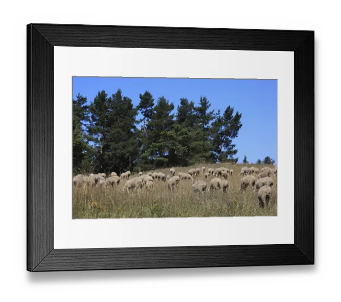 Framed Print : Sheep on the pasture, here in Franconian Switzerland