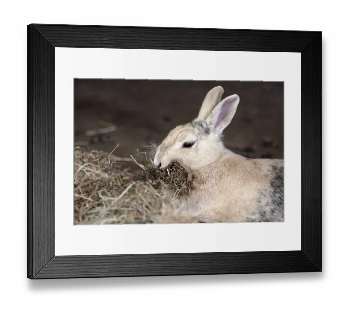 Framed Print : Domestic rabbit (Oryctolagus cuniculus domestica)