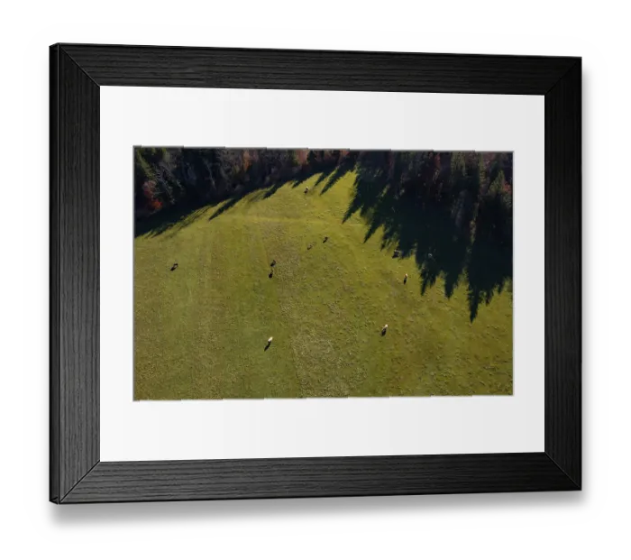 Framed Print : Drone image, alpine meadow with herd of cattle near Faistenau
