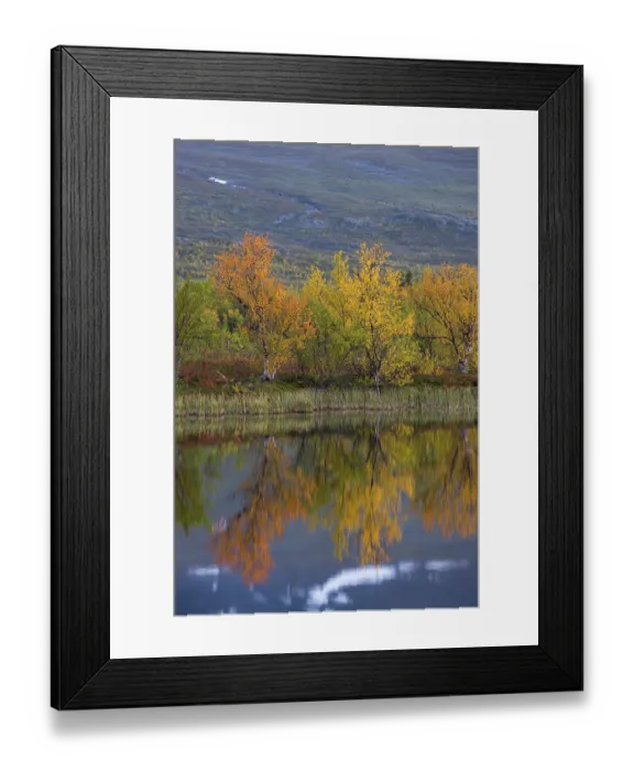 Framed Print : Reflection of autumnal dwarf birch (Betula nana)