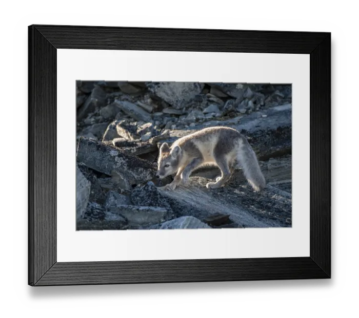 Framed Print : Arctic fox (Vulpes lagopus), Dovrefjell-Sunndalsfjella National Park