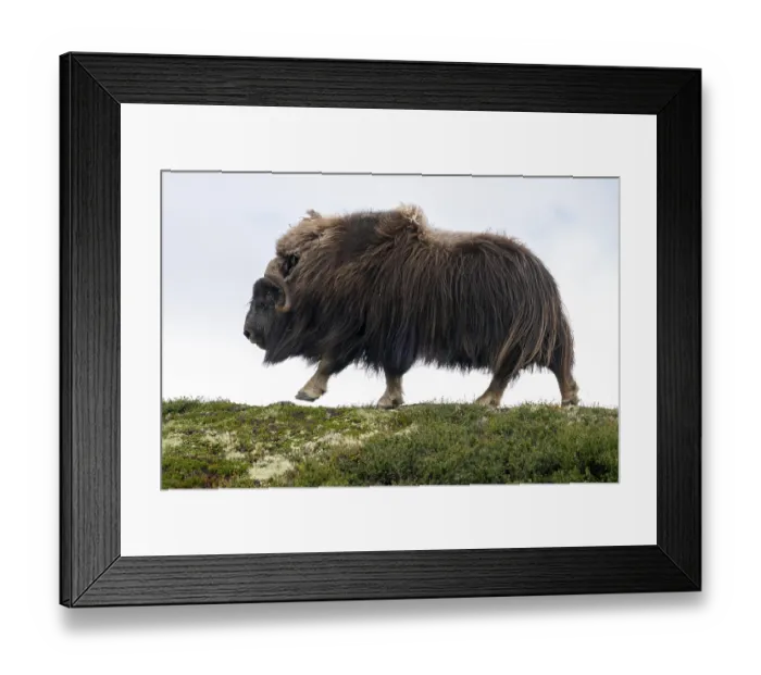 Framed Print : Musk ox (Ovibos moschatus) running in the tundra