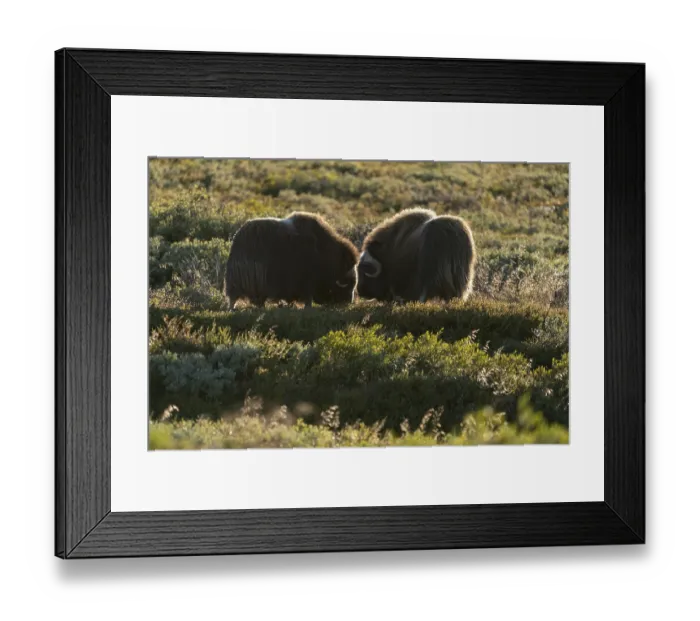 Framed Print : Two musk oxen (Ovibos moschatus)