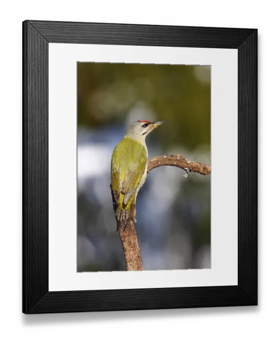 Framed Print : Grey-headed Woodpecker (Picus canus) perched on a branch