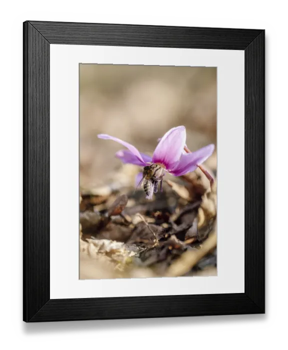 Framed Print : Flowering dog's tooth violet (Erythronium dens-canis) with bee