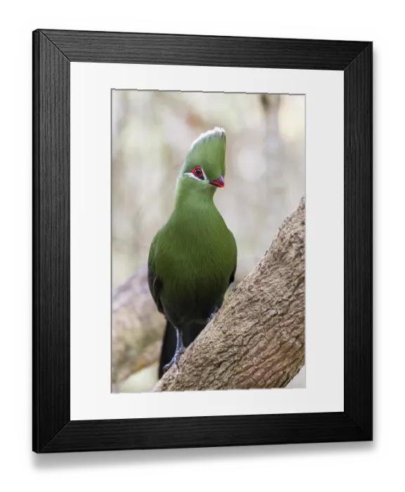 Framed Print : Helmturako, (Tauraco corythaix)