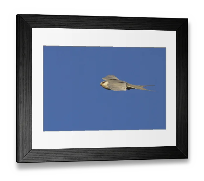 Framed Print : Swallow-tailed Kite, (Chelictinia riocourii)