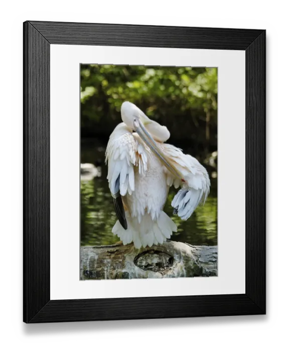 Framed Print : White Pelican (Pelecanus onocrotalus) preening itself Framed Print : White Pelican (Pelecanus onocrotalus) preening itself