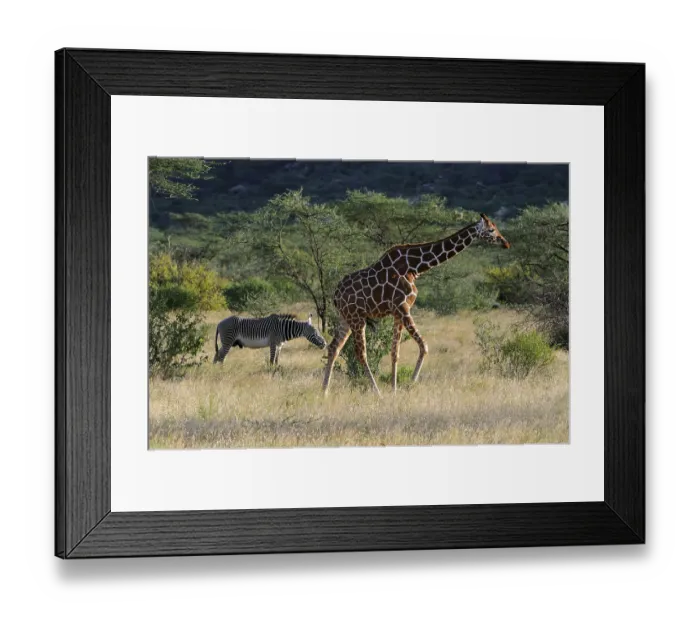 Framed Print : Somali Giraffe or Reticulated Giraffe (Giraffa camelopardalis reticulata)