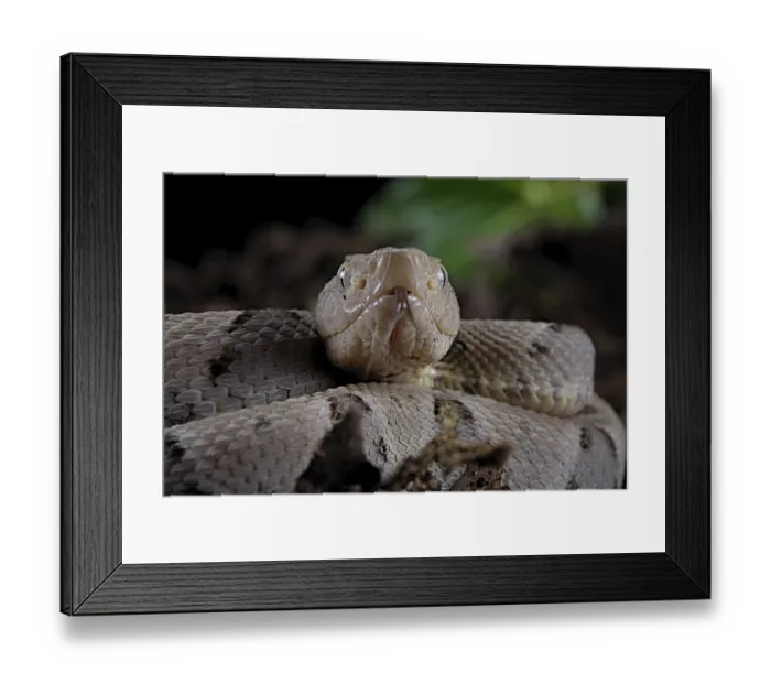 Framed Print : Brazilian lancehead (Bothrops moojeni) Framed Print : Brazilian lancehead (Bothrops moojeni)