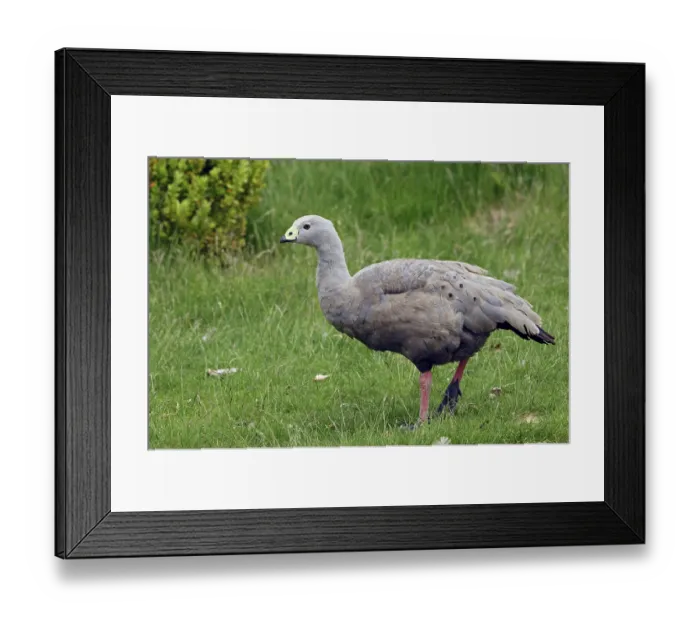 Framed Print : Cape Barren Goose (Cereopsis novaehollandiae) Framed Print : Cape Barren Goose (Cereopsis novaehollandiae)