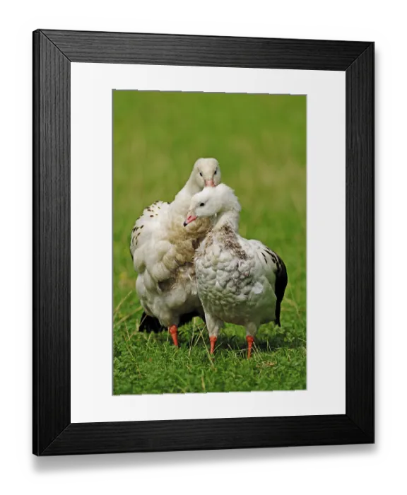 Framed Print : Andean Geese (Chloephaga melanoptera) Framed Print : Andean Geese (Chloephaga melanoptera)