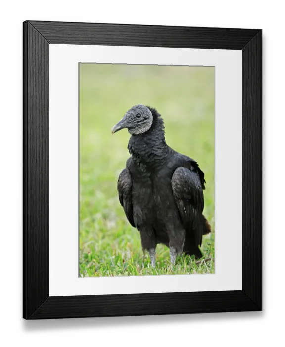 Framed Print : Black Vulture (Coragyps atratus)
