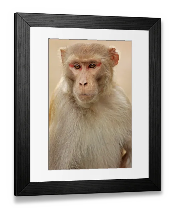 Framed Print : Rhesus Monkey or Rhesus Macaque (Macaca mulatta) Framed Print : Rhesus Monkey or Rhesus Macaque (Macaca mulatta)