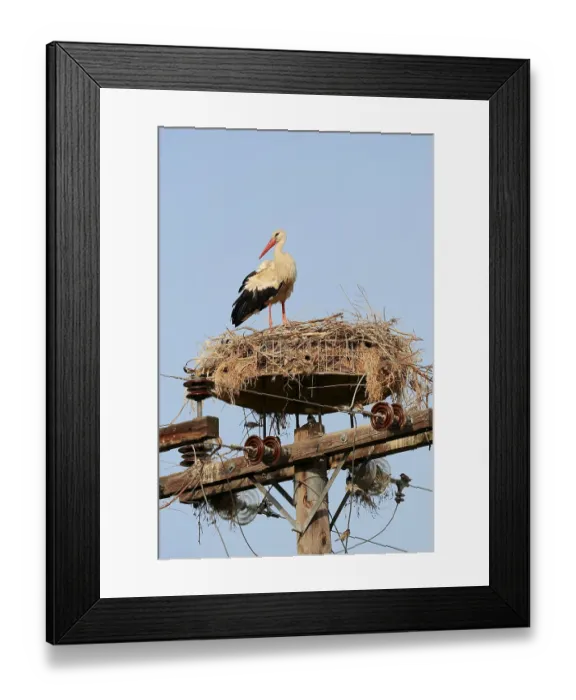 Framed Print : White Stork (Ciconia ciconia) in nest on power pole