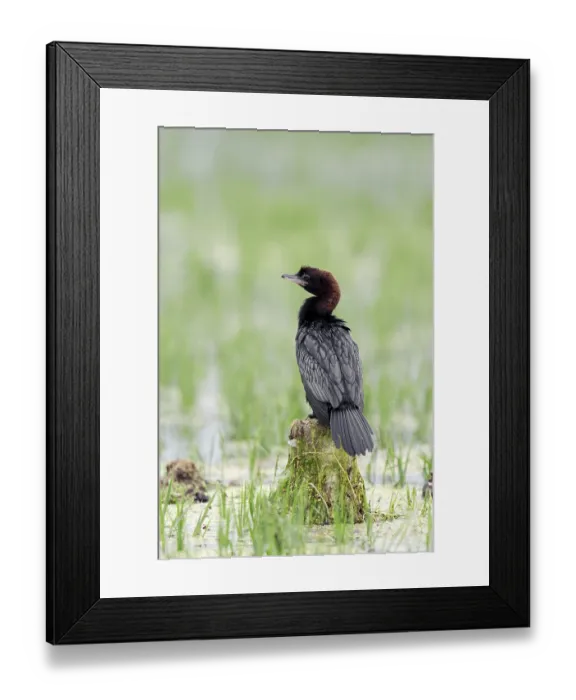 Framed Print : Pygmy Cormorant (Phalacrocorax pygmaeus)
