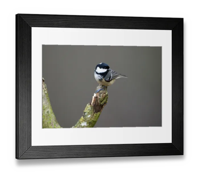 Framed Print : Coal tit (Parus ater), adult bird