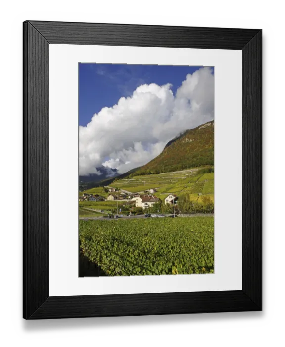 Framed Print : Vineyards, Aigle, Canton of Vaud Framed Print : Vineyards, Aigle, Canton of Vaud