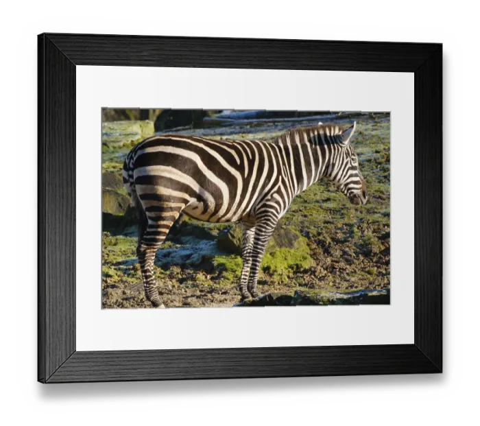 Framed Print : Boehm's zebra, grand zebra