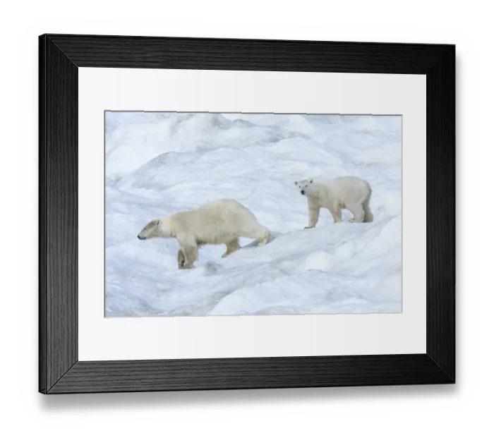 Framed Print : Polar Bears (Ursus maritimus), mother with a cub Framed Print : Polar Bears (Ursus maritimus), mother with a cub