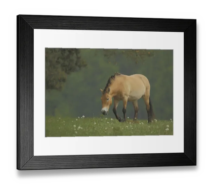 Framed Print : Przewalski's horse (Equus ferus przewalskii) in flower meadow with dandelions