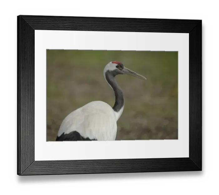 Framed Print : White-naped Crane (Grus vipio)
