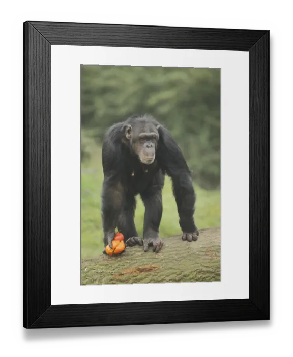Framed Print : Common (hominidae) chimpanzee (Pan troglodytes)