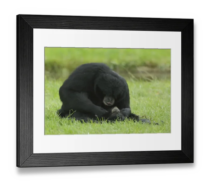 Framed Print : Siamang (Hylobates syndactylus)