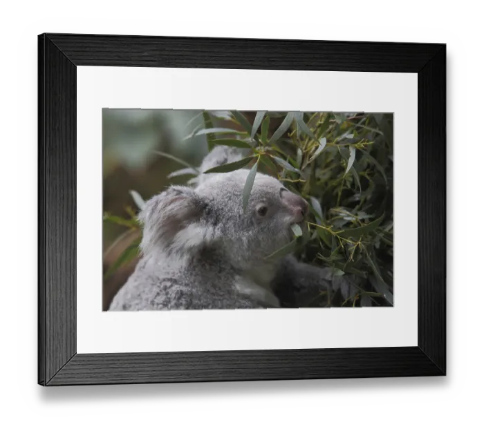 Framed Print : Koala (Phascolarctos cinereus)
