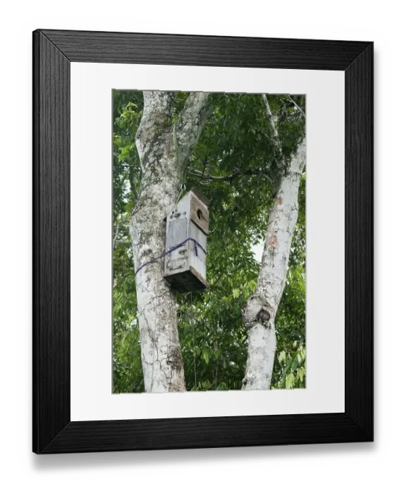 Framed Print : Nesting box for macaws developed by researchers at the Ara-research project