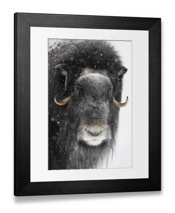 Framed Print : Musk ox (Ovibos moschatus) (C)