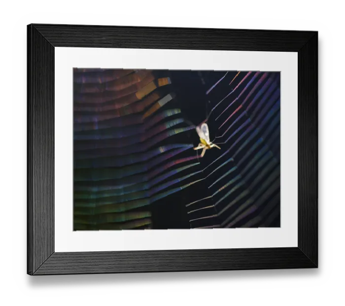 Framed Print : Insect caught in coloured spider's web in backlight Framed Print : Insect caught in coloured spider's web in backlight
