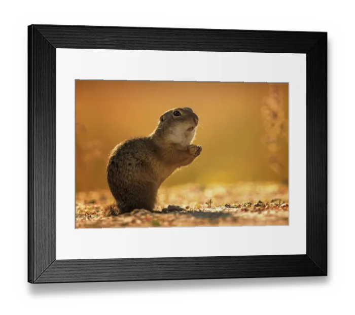 Framed Print : European ground squirrel (Spermophilus citellus) sunset