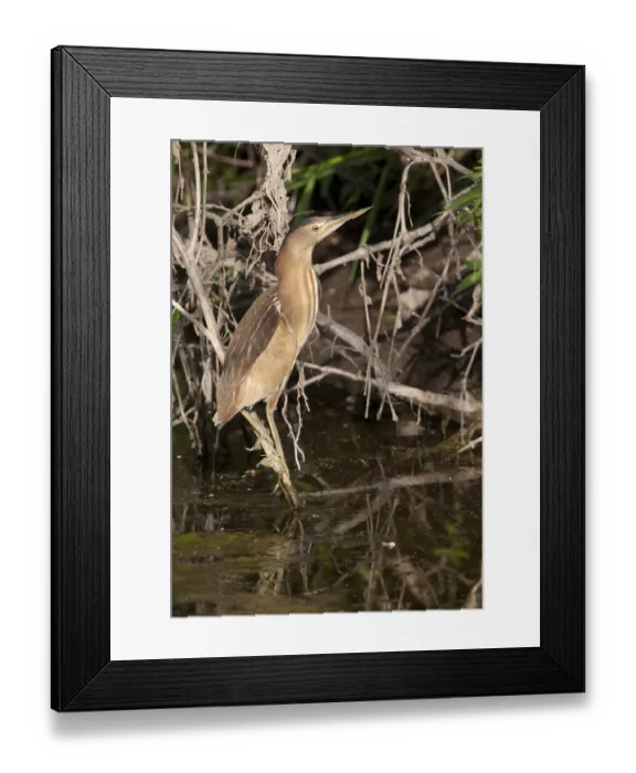 Framed Print : Little Bittern (Ixobrychus minutus)