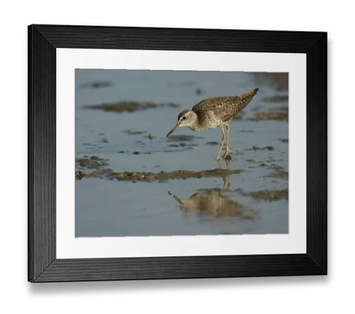 Framed Print : Wood Sandpiper (Tringa glareola)