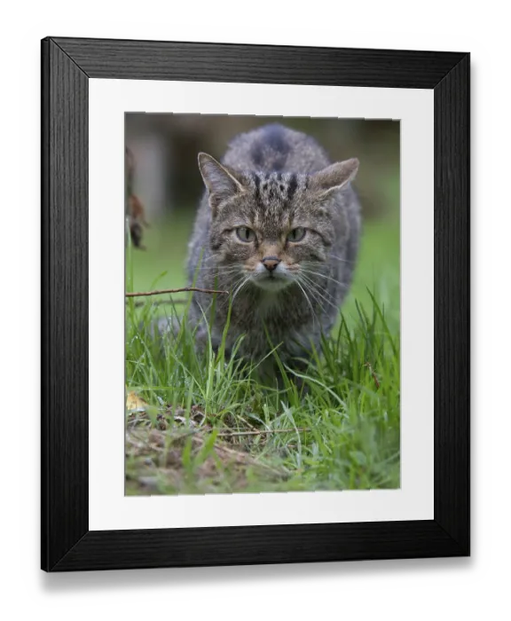 Framed Print : Wildcat (Felis silvestris), Kempfeld