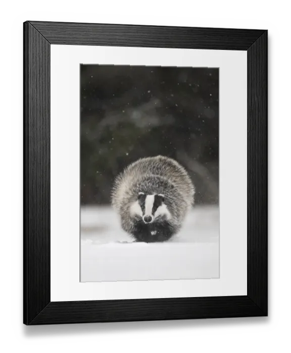 Framed Print : Badger in the snow, Wittlich, Rhineland-Palatinate