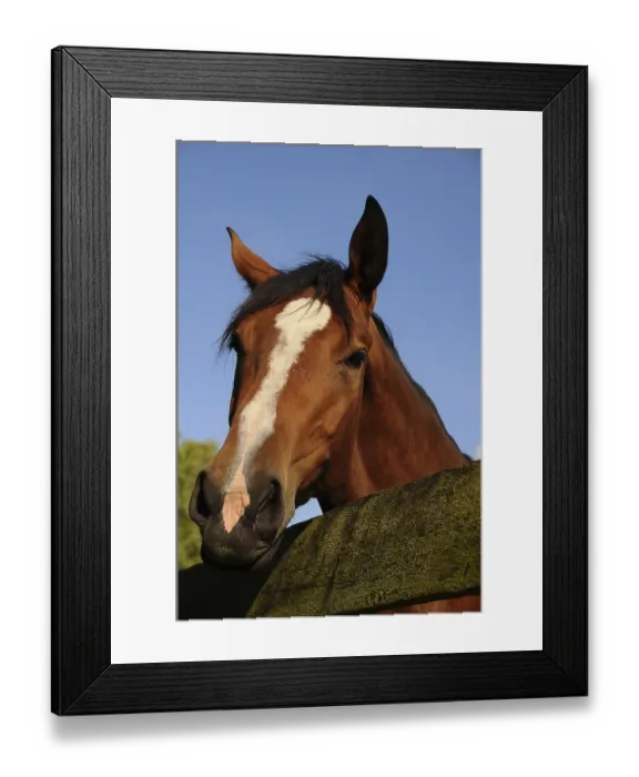 Framed Print : Brown horse behind a fence, portrait, PublicGround Framed Print : Brown horse behind a fence, portrait, PublicGround