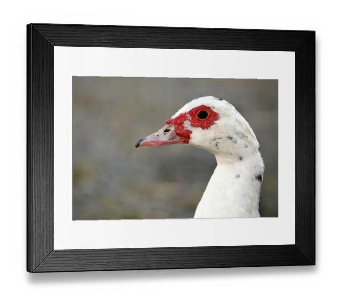 Framed Print : Muscovy Duck (Cairina moschata), female Framed Print : Muscovy Duck (Cairina moschata), female